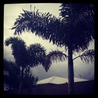 trees storm clouds