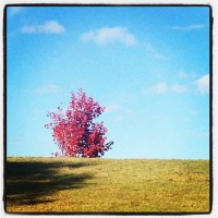 winter sky red tree