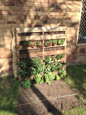 How to Build a Pallet Garden • The Crafty Mummy